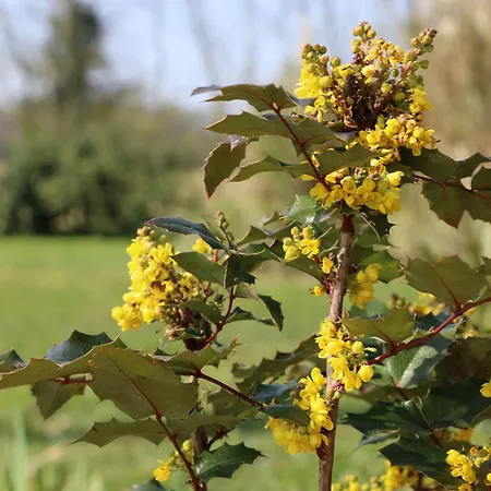 Saint Alary Gasthof 4*